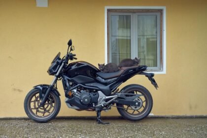 Posso levar meu gato para andar de moto